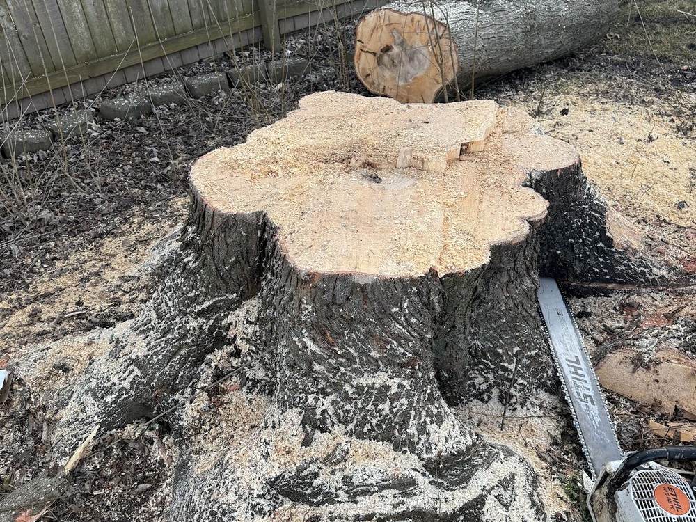 Large trunk cut down close to the ground