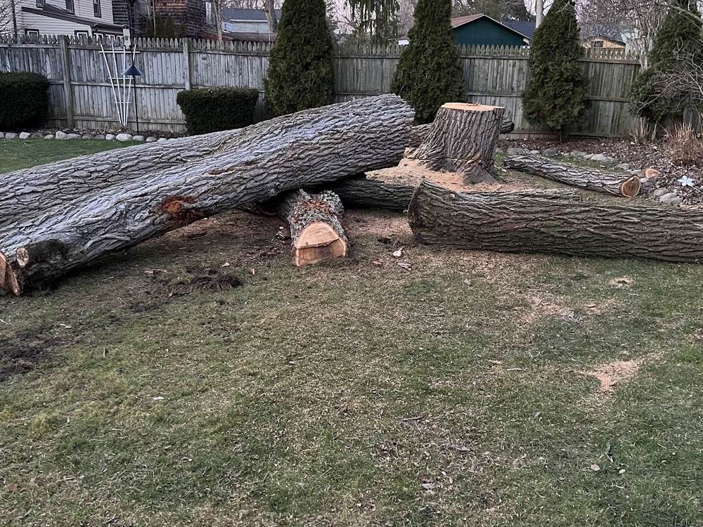 Big tree down, cut into rounds and ready to haul away